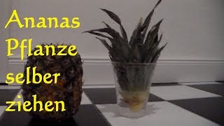 Ananas vermehren  Ananas einpflanzen so wirds gemacht Ananas selbst ziehen Ananaspflanze [upl. by Leora]