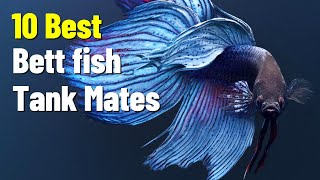 Best Betta Fish Tank Mates For Community Aquarium [upl. by Neyugn627]