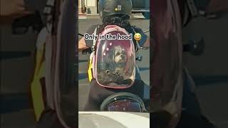 Dog in backpack on motorcycle [upl. by Flosi743]