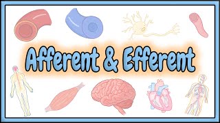 37 Afferent amp Efferent Terms  2D Animation [upl. by Shaper272]