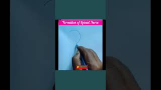 Drawing Spinal Nerve Formation Made Simple Learn How Now [upl. by Dimah144]