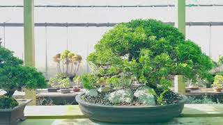 Herons Bonsai in Felbridge England ​⁠HeronsBonsaiUK [upl. by Ynnoj406]