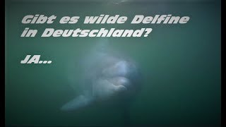 DELFINE  spektakuläre Begegnung mit Delfinen in der Ostsee [upl. by Pegma493]