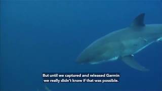 OCEARCH Top 5 Breakthrough Sharks 5 Garmin [upl. by Witte]