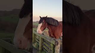 Muiravonside Country Park trending travel scotlandsbeauty nature new reels vlogs animals [upl. by Ayahsal]