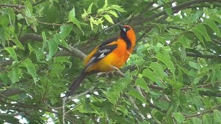 Altamira Oriole [upl. by Waylen]