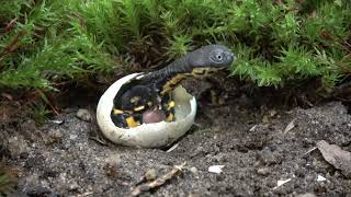 Rote Roti Island Snakenecked Turtle Chelodina mccordi Hatches from Egg [upl. by Aynwat222]