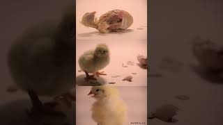 Chick Hatching Process [upl. by Leffert]