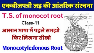 एकबीजपत्री जड़ की आंतरिक संरचना  ts of monocot root under microscope  ek bij patri jad ki kaat [upl. by Tybie]