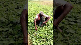 See What He Was Harvesting Pointed Gourd shorts [upl. by Nadabb201]