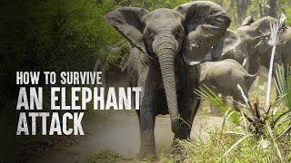 How to Survive an Elephant Attack [upl. by Reisinger890]