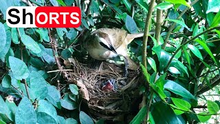 Bird Parents Feeding 2 Hungry Babies – Yellow Vented Bulbul Takes Care of Chicks in Nest [upl. by Elstan]