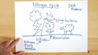 Nitrogen Cycle simplified [upl. by Dorreg]