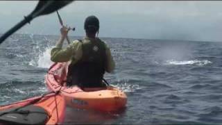 Kayaker Catches 300lb Blue Marlin [upl. by Nauquf]