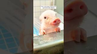 This cute baby pig grows up to be very fierce ❤️ [upl. by Araldo]