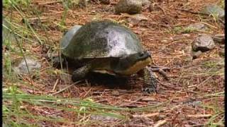 Blandings Turtles [upl. by Eulalee]