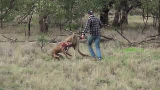 Man punches a kangaroo in the face to Defend his dog [upl. by Josey]