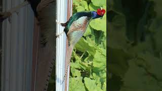 🇯🇵 Green Pheasant Phasianus versicolor in Pheasant Family Phasianidae Observed in Description [upl. by Yracaz889]