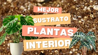 EL MEJOR SUSTRATO PARA PLANTAS DE INTERIOR [upl. by Stelle]