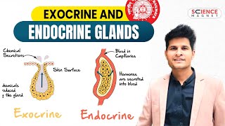 Exocrine and Endocrine glands neerajsir sciencemagnet [upl. by Aihsad]