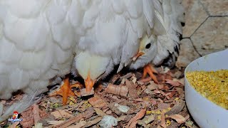 Organizando Sitio de los Pollitos Miniatura 🐣 ¿Qué hacer después del nacimiento de pollitos [upl. by Sidras]