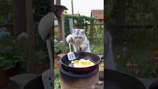 cat viralvideo catcute cute cooking cookfood fyp survival subscribe shorts [upl. by Adnael]