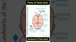 Landmark Of fetal skull fetalskull pediatrics obstetrician [upl. by Ainesell]