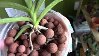 MOTES Vanda in semihydroponic UPDATE [upl. by Hett]