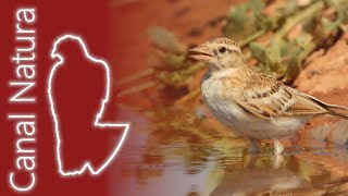 Terrera común Calandrella brachydactyla Greater Shorttoed Lark 4K [upl. by Leund]