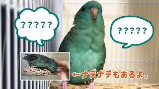 うちのサザナミインコが鳴いていました [upl. by Kano439]