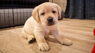 Labrador Puppy Finds Out What A Belly Rub Is [upl. by Annatnas]