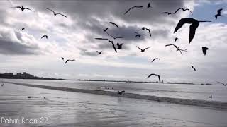 Tiktok sky birds flying video  flying crow tiktok video  RahimVlogs India [upl. by Adnouqal628]