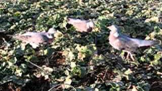 Rotor Coy Pecker flapper triple pigeon pattern decoy shooting [upl. by Ysor]