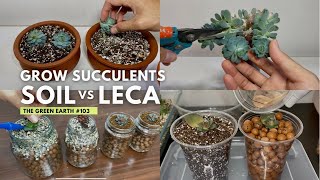 103  Experiment of Growing Succulents Indoor Soil versus LECA [upl. by Rosdniw]