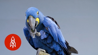 Meet the Biggest and Bluest Parrot in the World [upl. by Ailalue]