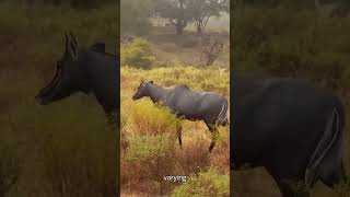 The Nilgai Antelope Behavior Habitat and Conservation [upl. by Zerline]