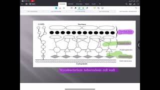 Practical microbiology  Mycobacterium AlAmeed university [upl. by Metzger]