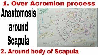 Anastomosis Around Scapula  Body of Scapula and Acromion Process [upl. by Placia939]