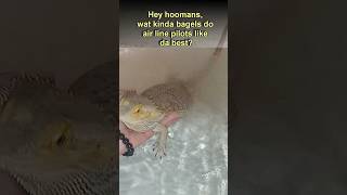 The Pilot breakfast A Laugh Waving in bath Funny beardeddragon cute Reptiles trending [upl. by Voltmer]