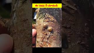 ఈ MAGIC TREE నీ చూడండి trending viralvideos shortvideos talent art viral amazing magic [upl. by Ylrbmik]