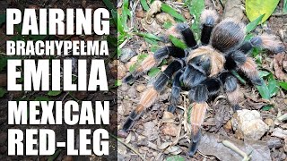 Pairing the Mexican redleg tarantula  Brachypelma emilia [upl. by Tut]