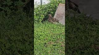 Red Tail hawk digging up a grub worm How do they see them Or know where to dig [upl. by Nayab429]