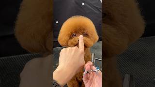 TOY POODLE GROOMING 😴💫 [upl. by Asylem]