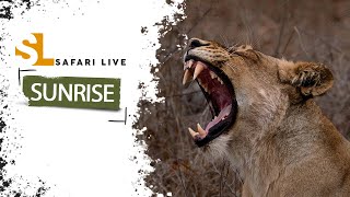 SafariLIVE Sunrise Safari  14 July 2024 [upl. by Laws]