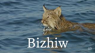 Wildlife Anishinaabemowin the Ojibwe language [upl. by Tito]