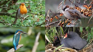 VOGELGELUIDEN 117 Nederlandse Vogels en hun Zang Roep of Geluid [upl. by Ekalb]