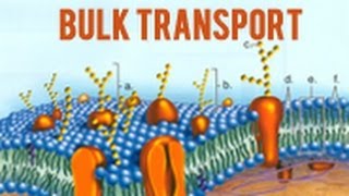 Bulk Transport [upl. by Yasmine]