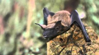 Fun Facts About Bats [upl. by Annaerdna670]