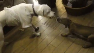 Rhodesian Ridgeback VS Dogo Argentino Real Fight  Dogo Argentino VS Rhodesian Ridegback [upl. by Oakman]