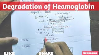 Degradation of Heamoglobin  Biochemistry [upl. by Hungarian]